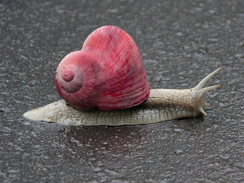 Snail with Red Shell