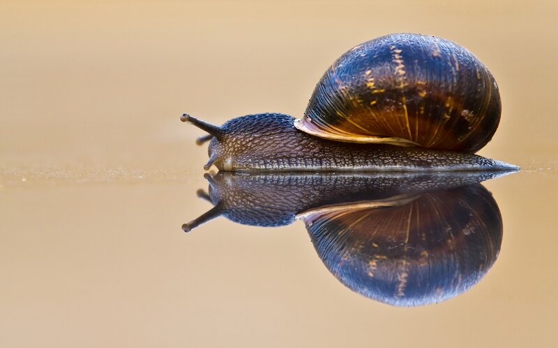 snail with reflection on water