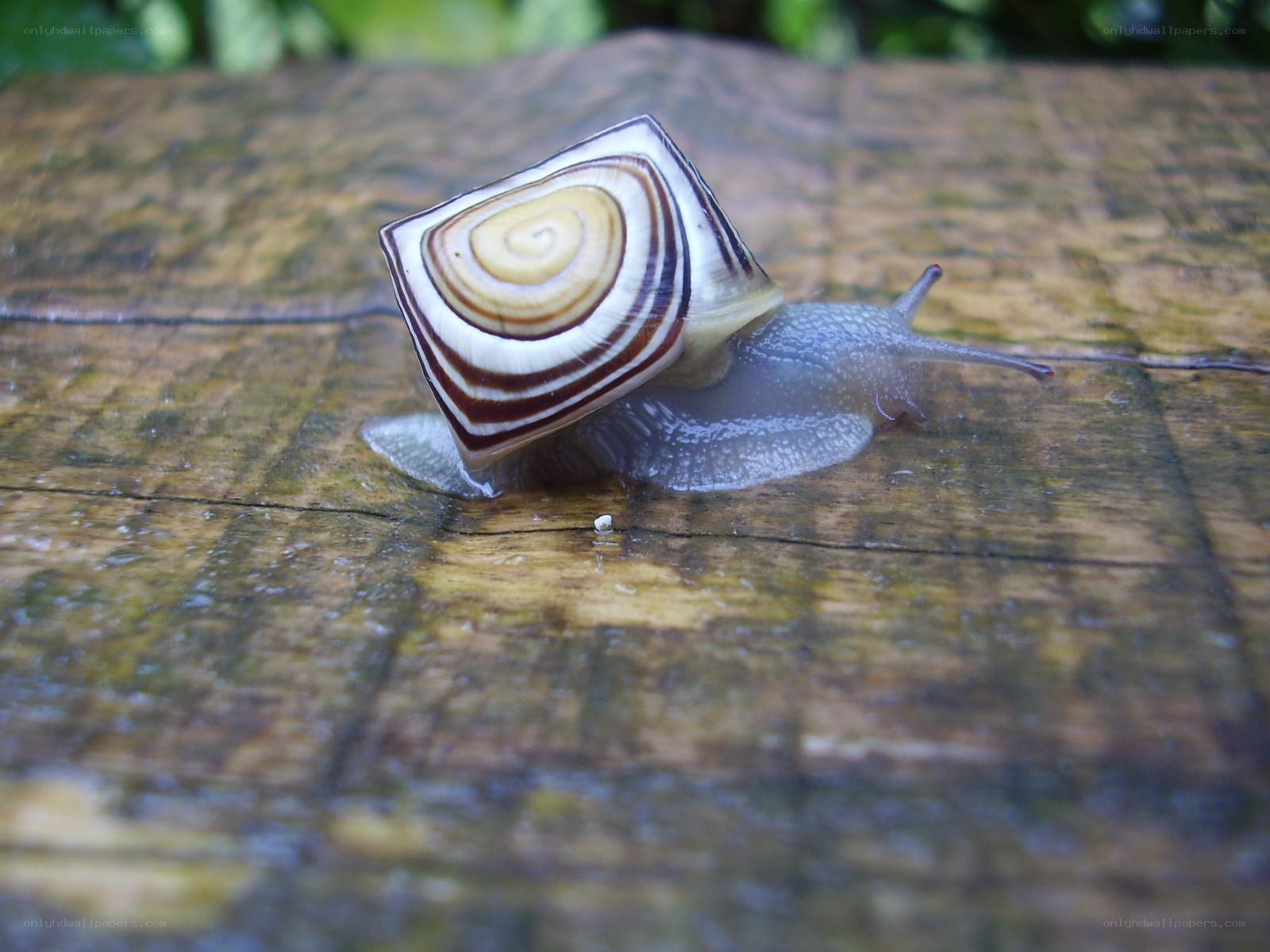 snail with striped shell