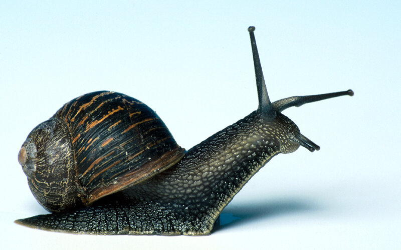 Snail with Striped Shell — Black