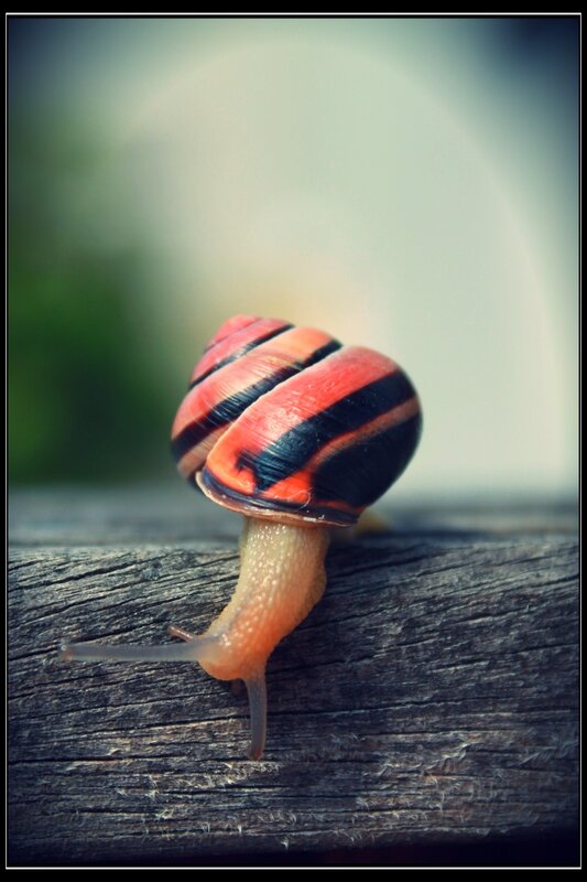 Snail with Striped Shell — Red