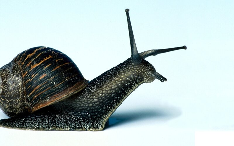 snail with striped shell