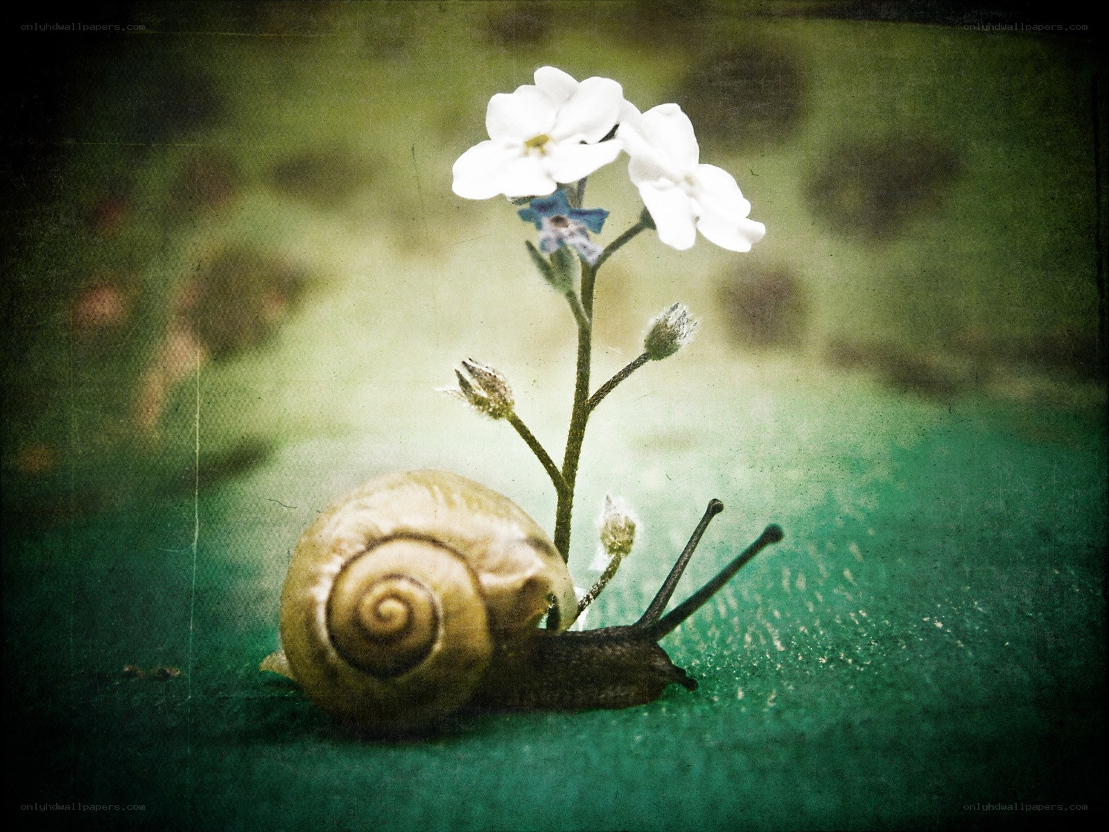 Snail with white flowers