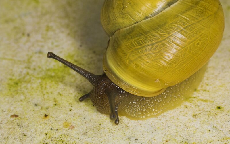 snail with yellow shell