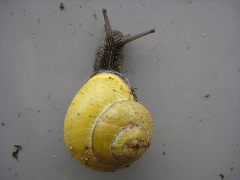 Snail with Yellow Shell — Calm