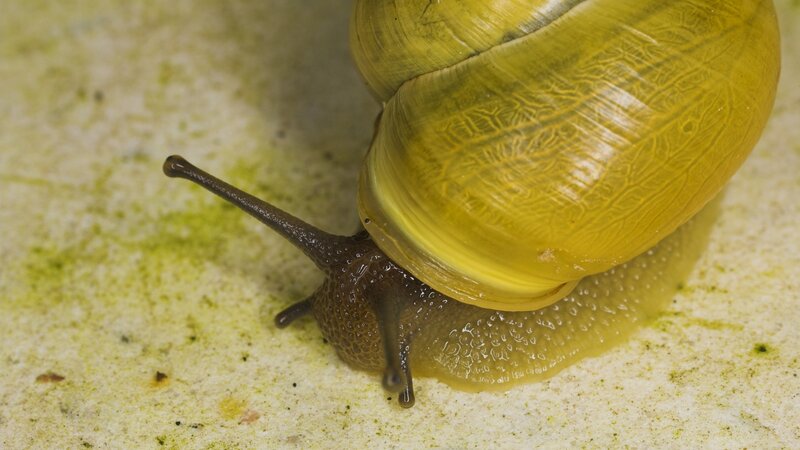 snail with yellow shell
