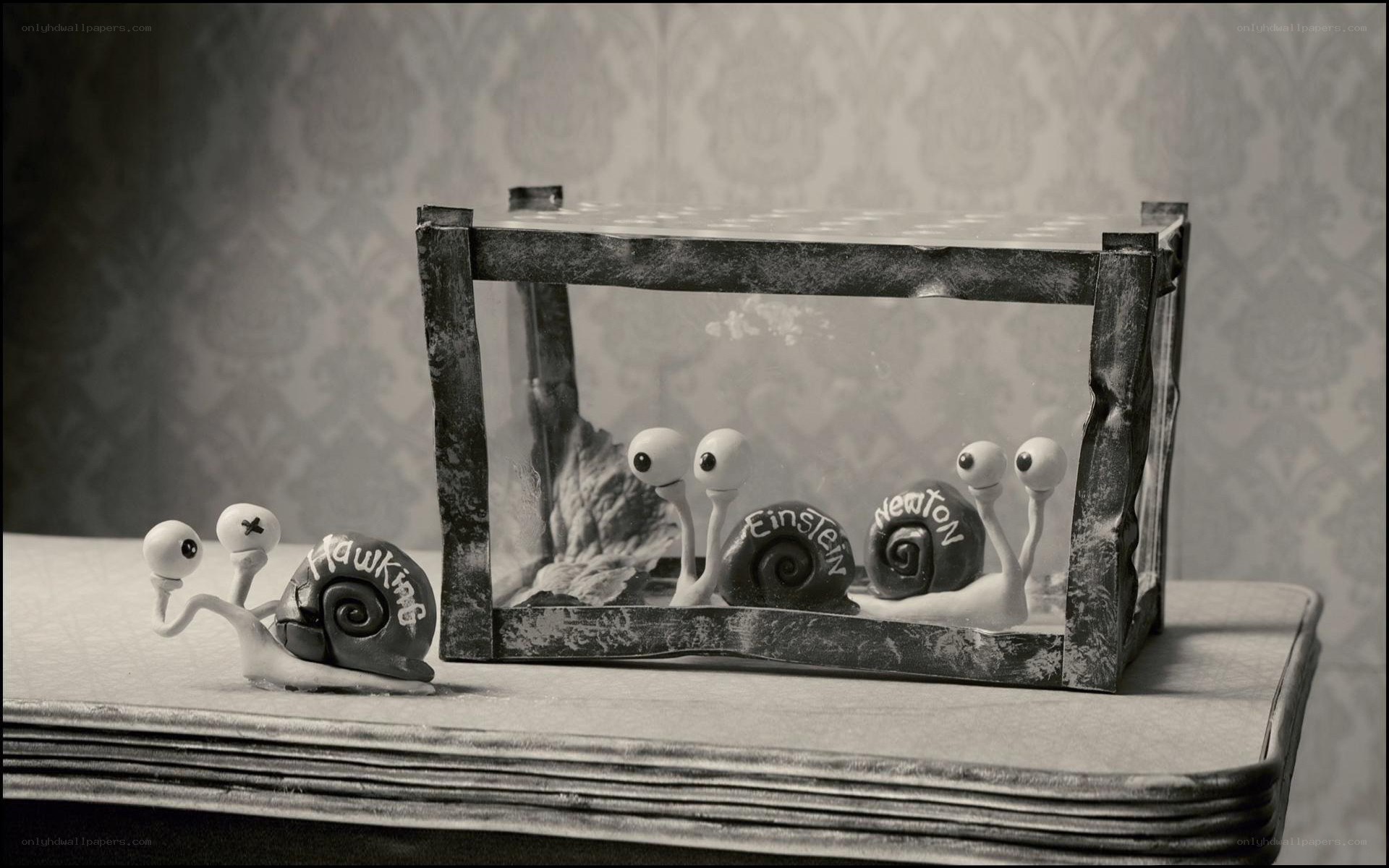 Snails in a glass box
