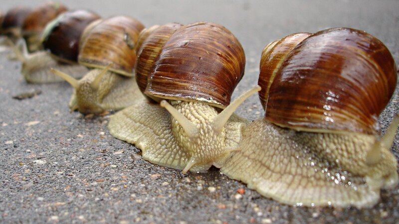Snails in a Line — Brown, Calm