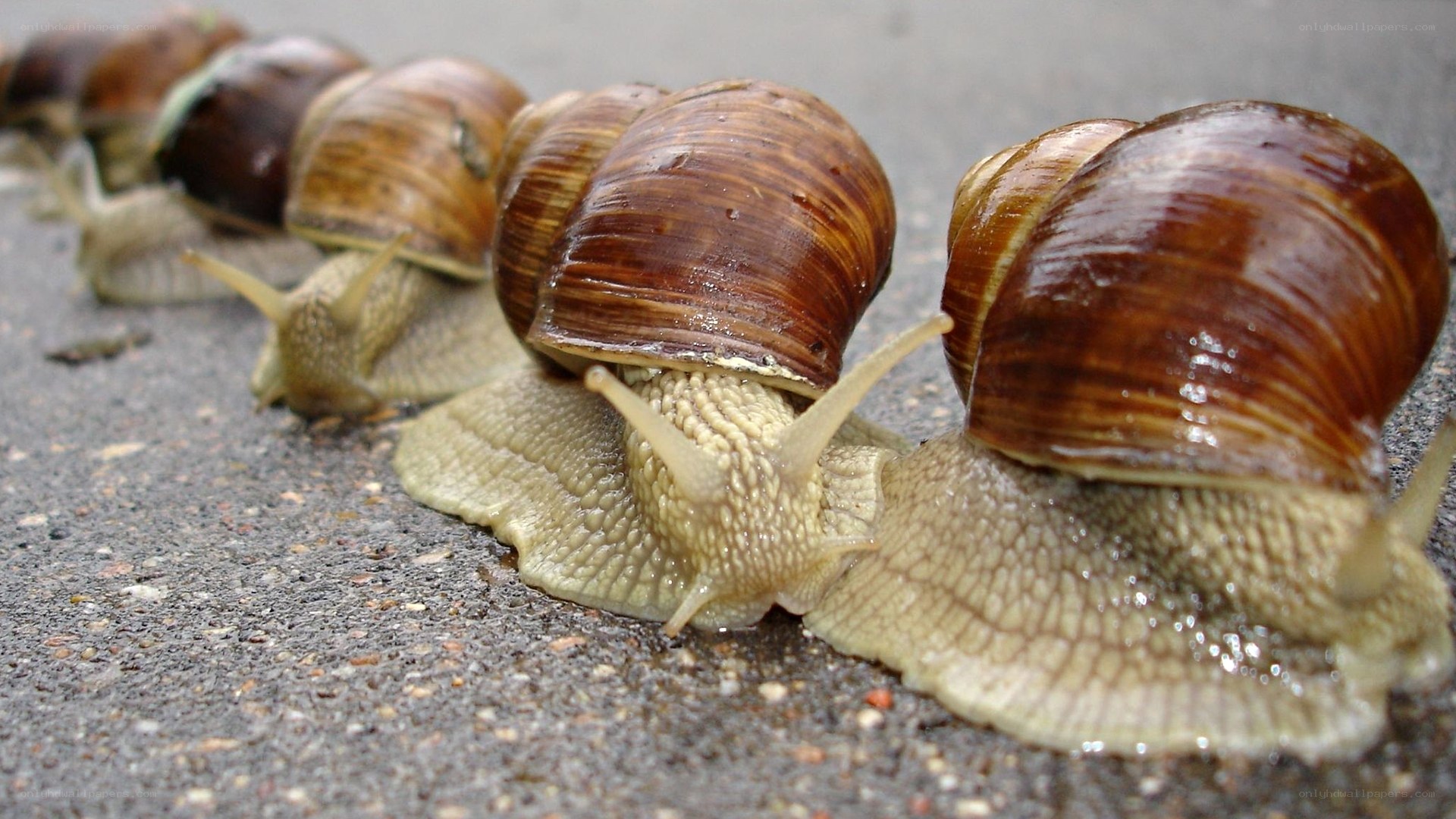snails in a line