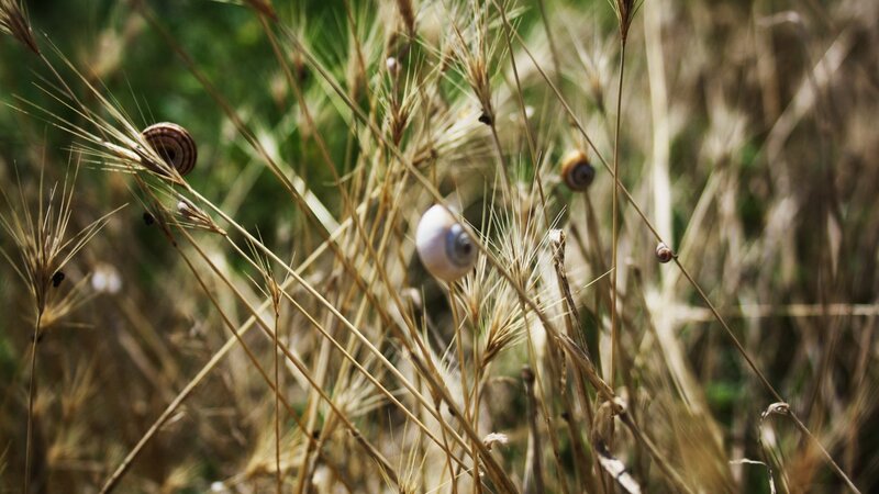 snails in dry grass
