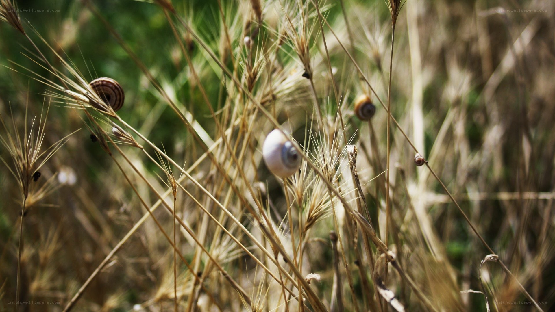 snails in dry grass