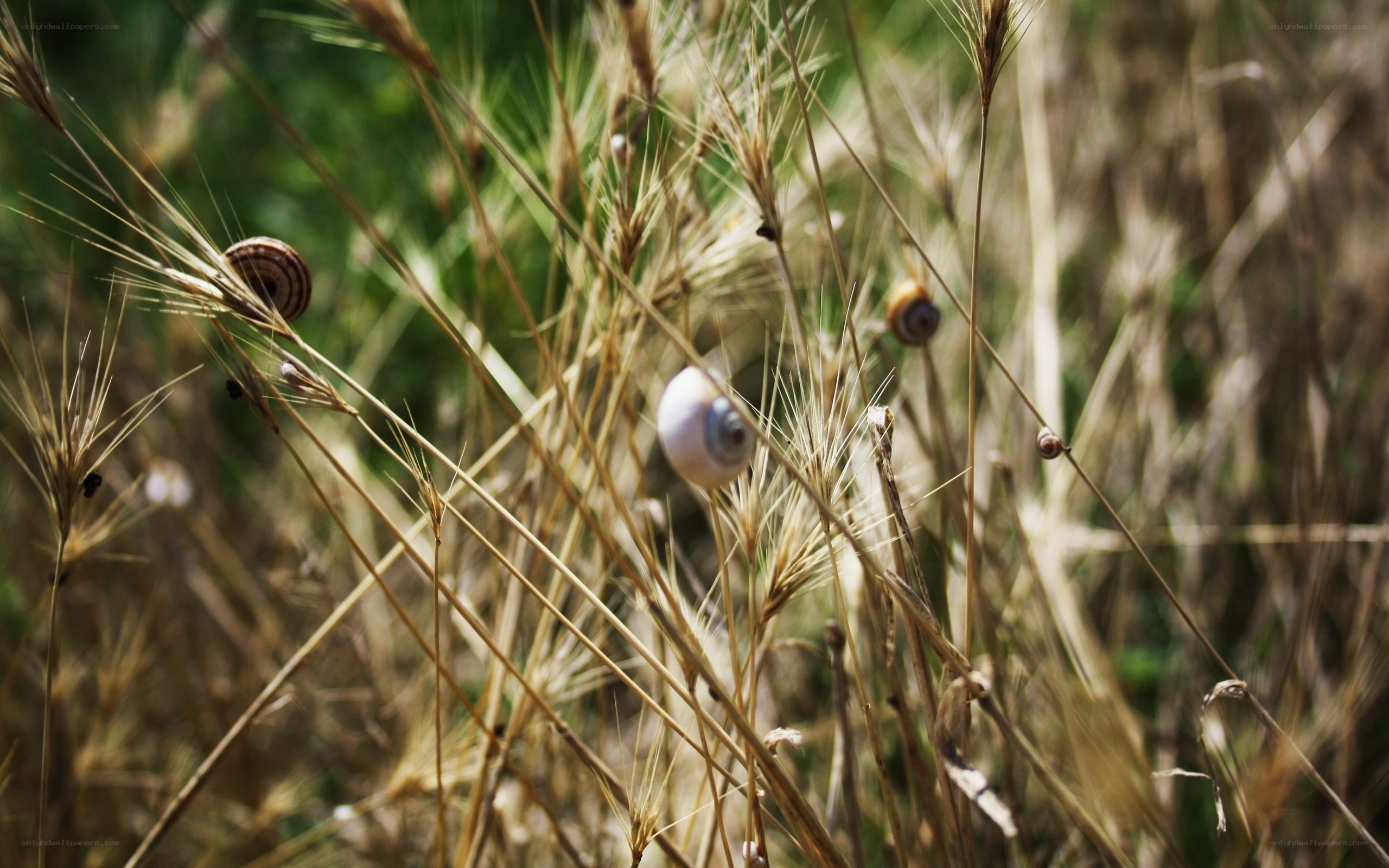 snails in dry grass