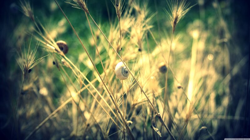 Snails in Grass