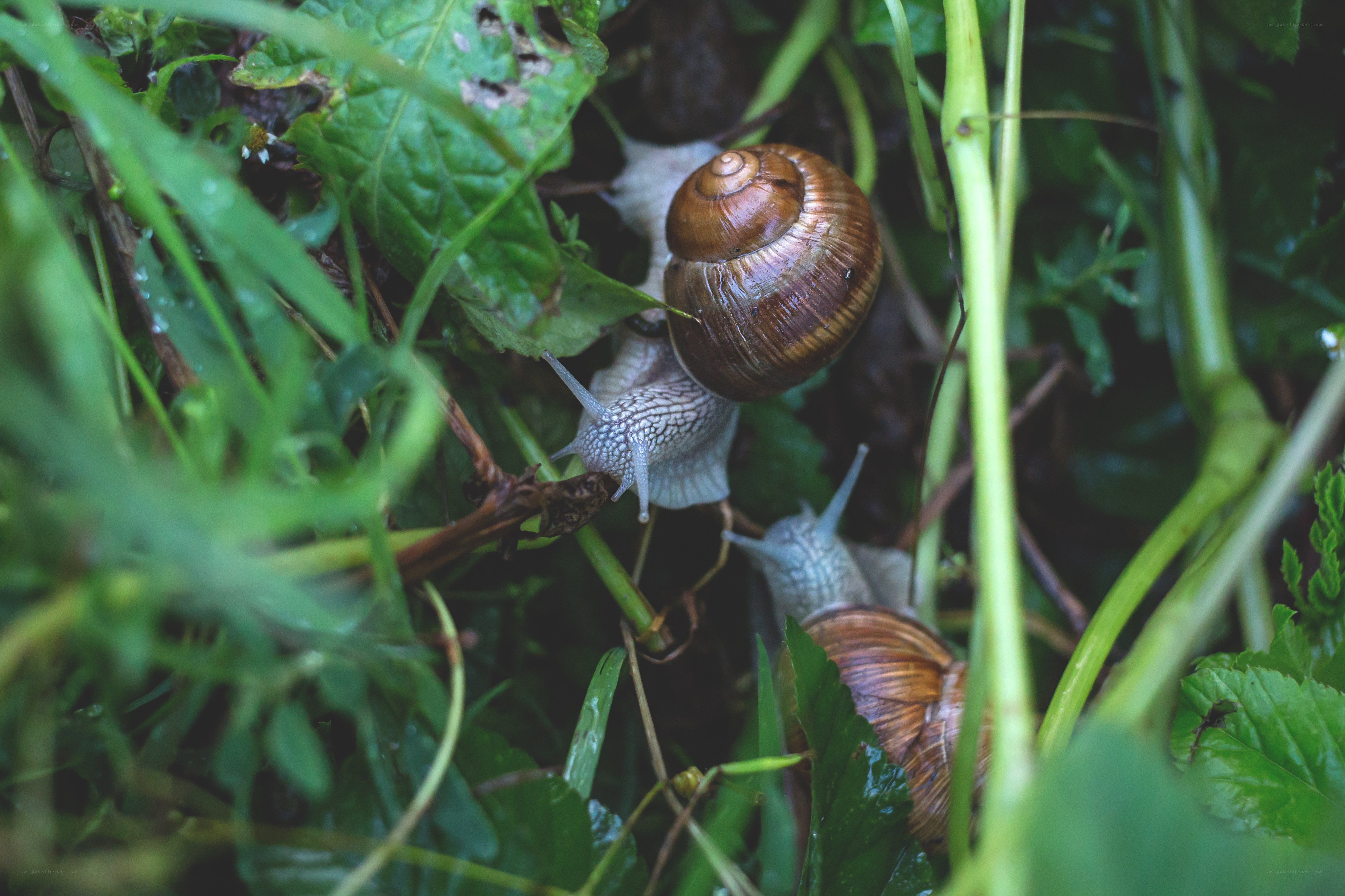 snails in green foliage