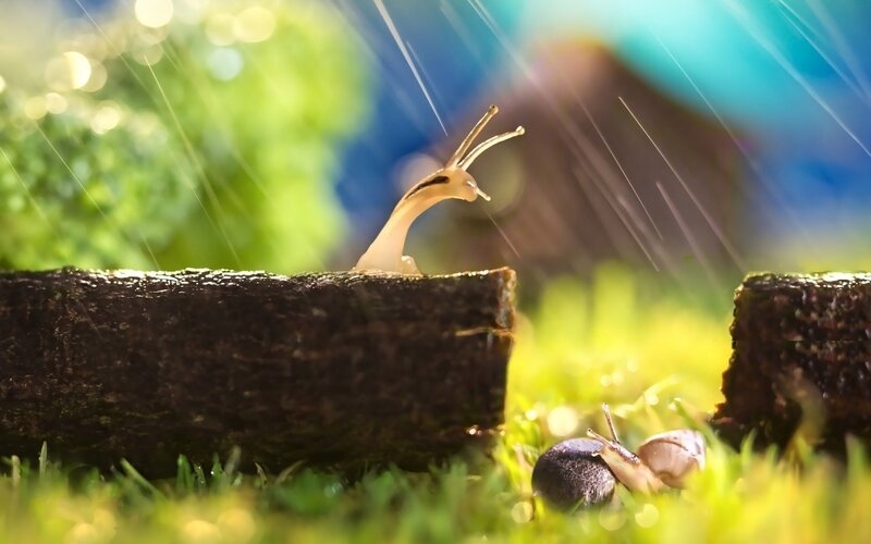 Snails in Rain