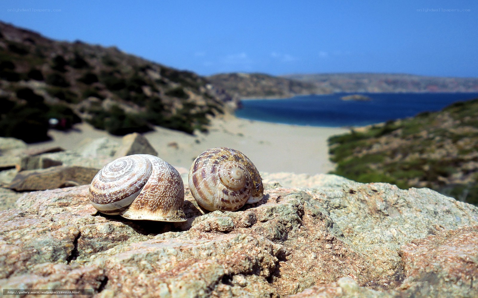 Snails on a coastal rock