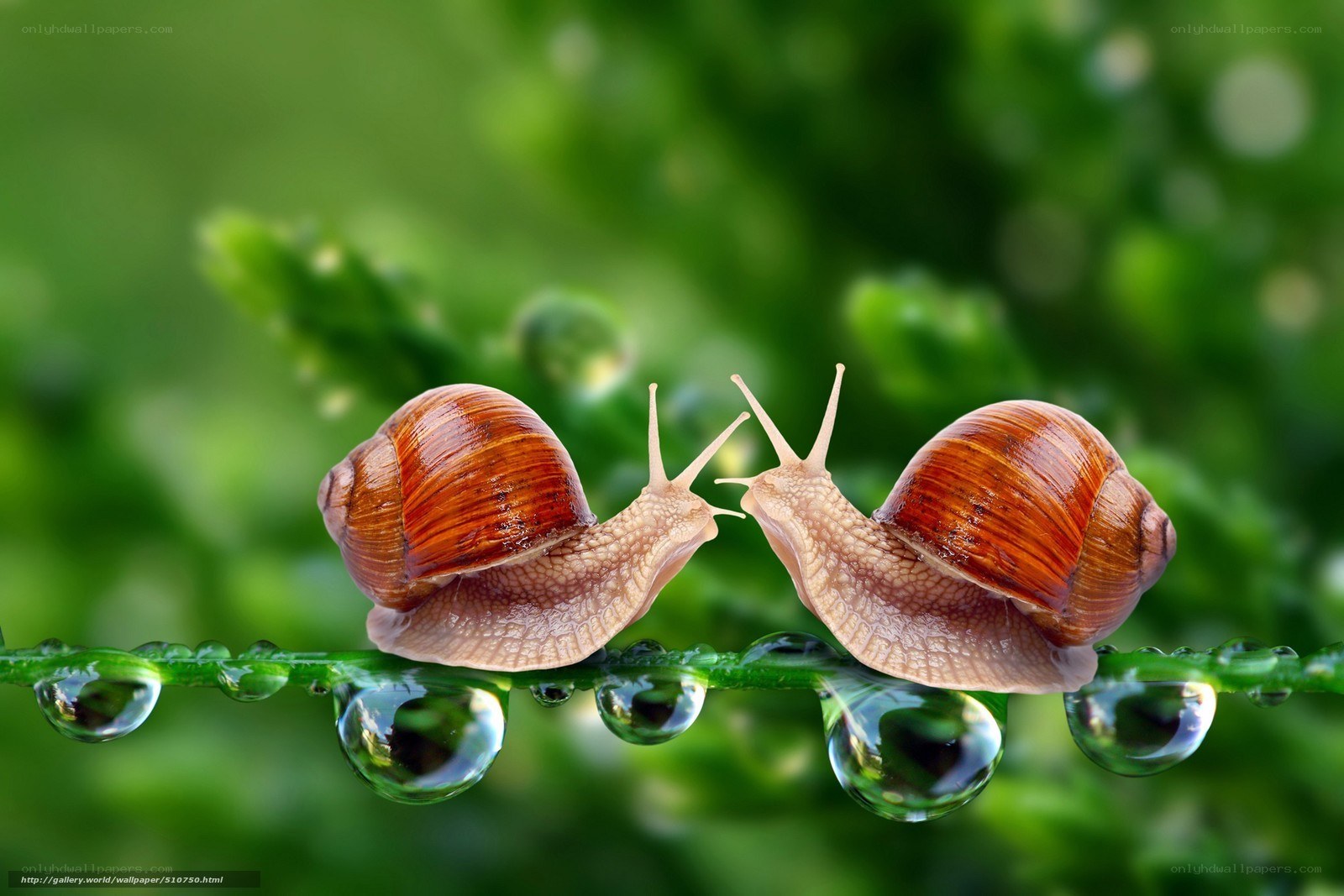 snails on a dew-covered leaf