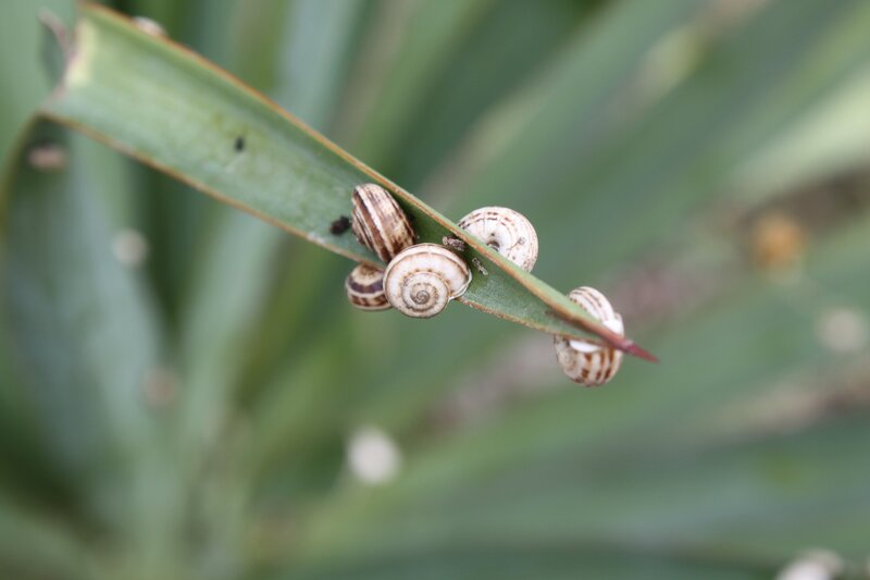 snails on a leaf
