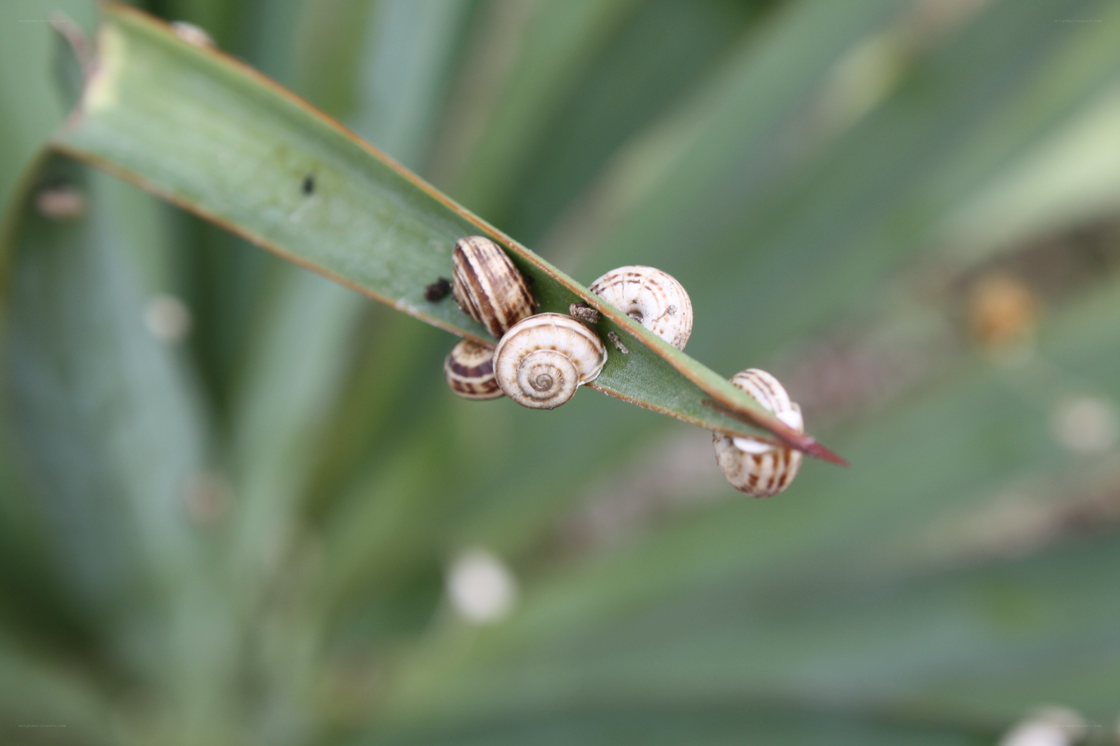 snails on a leaf