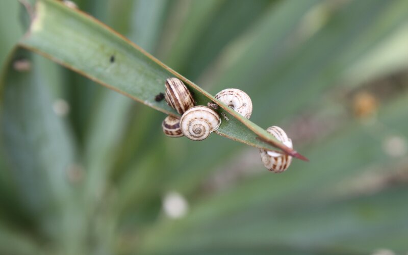 Snails on a Leaf — Green