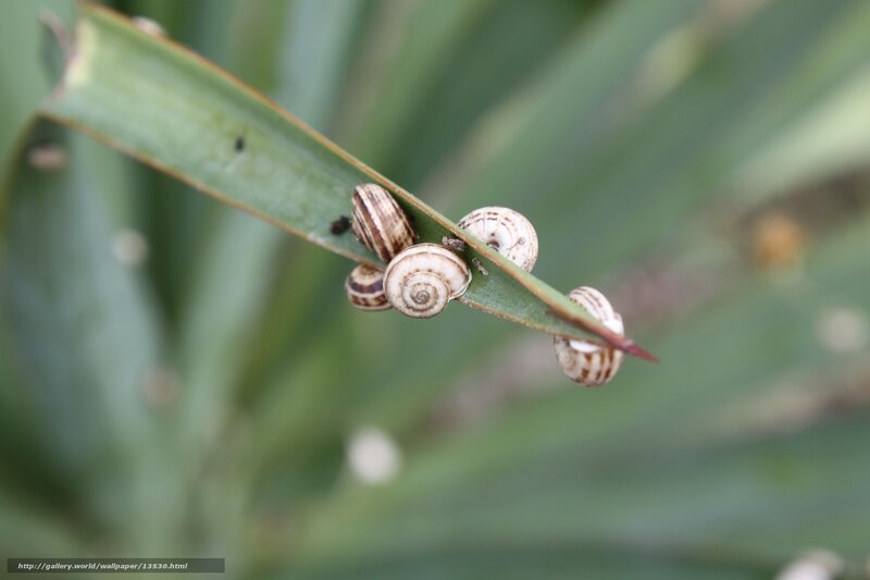 snails on a leaf