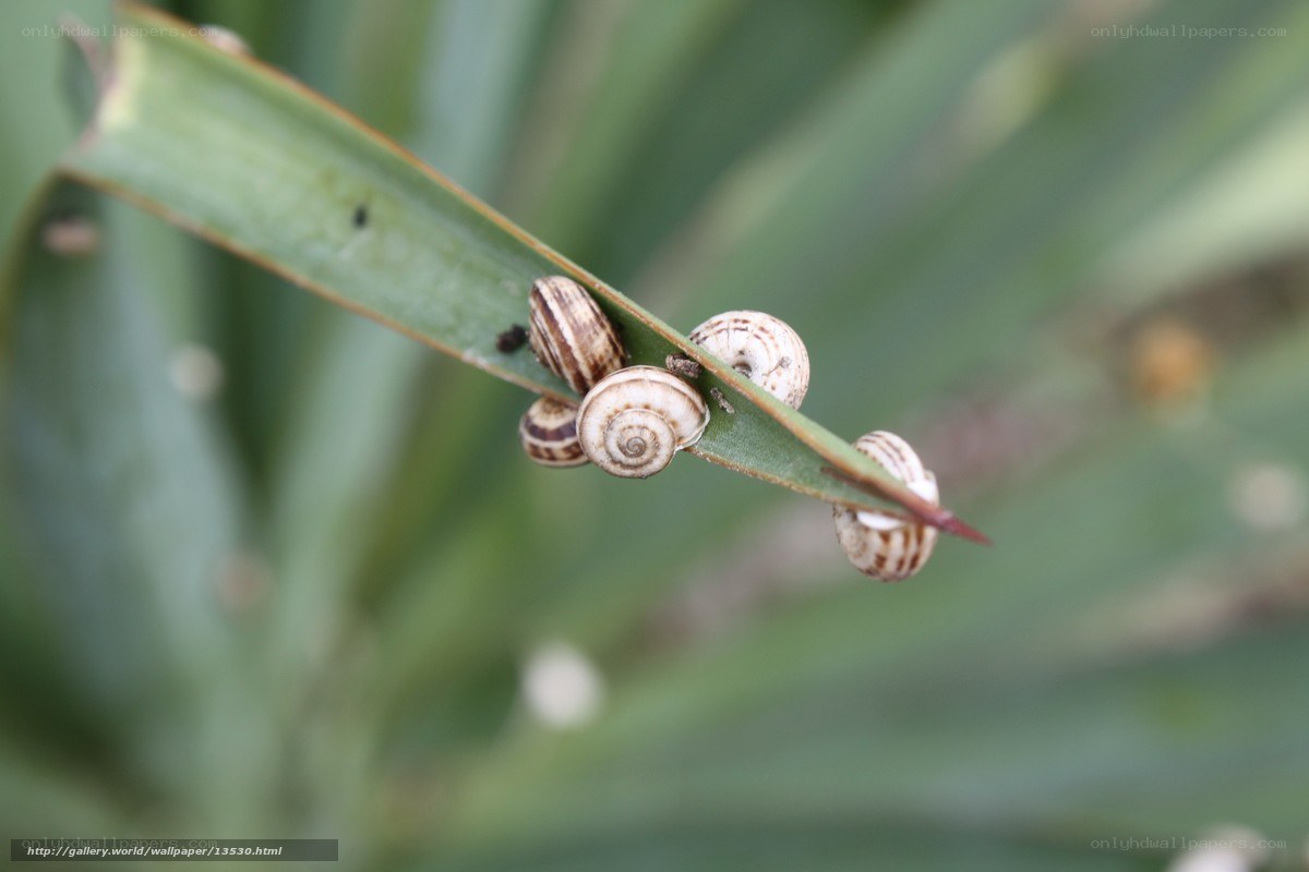 snails on a leaf