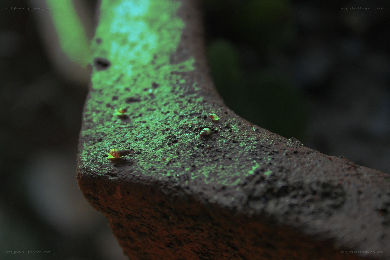 snails on a mossy surface