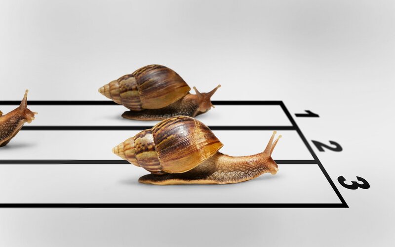 Snails on a Race Track — Brown