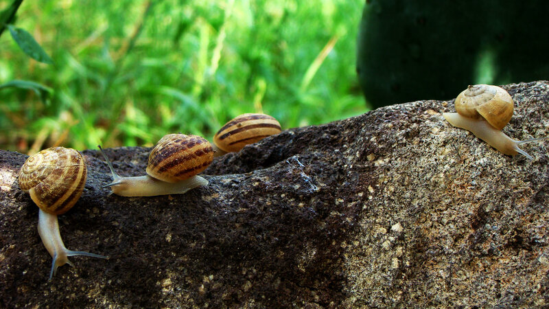Snails on a Rock — Green