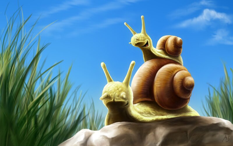snails on a rock