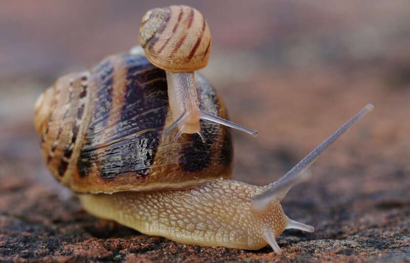 Snails on a stone surface
