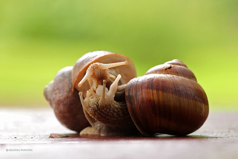Snails on a Surface — Brown