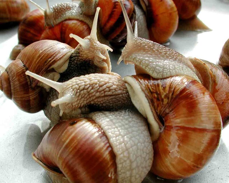 snails on a surface