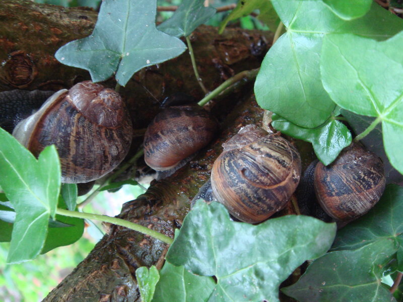 snails on a tree branch