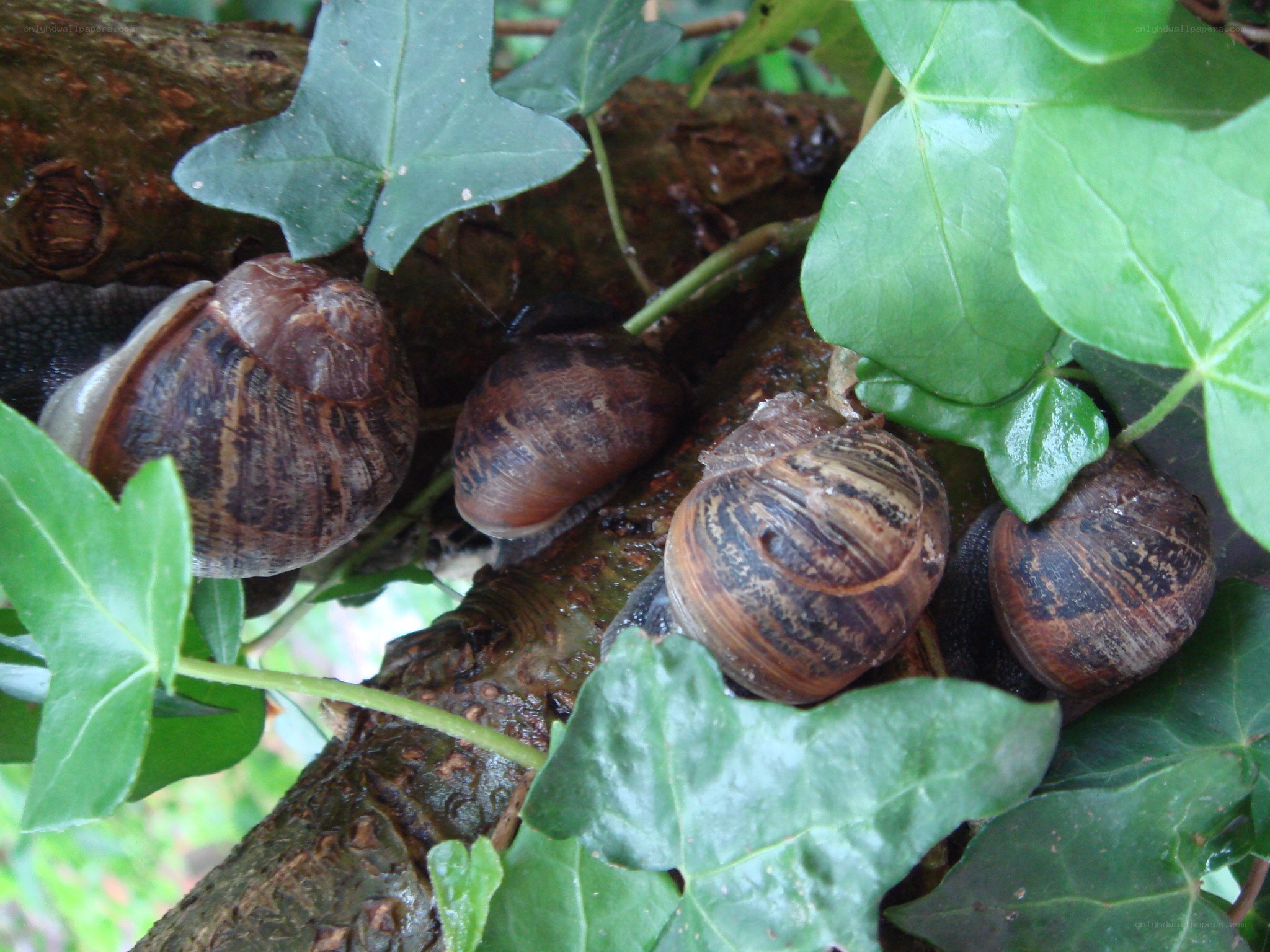 snails on a tree branch
