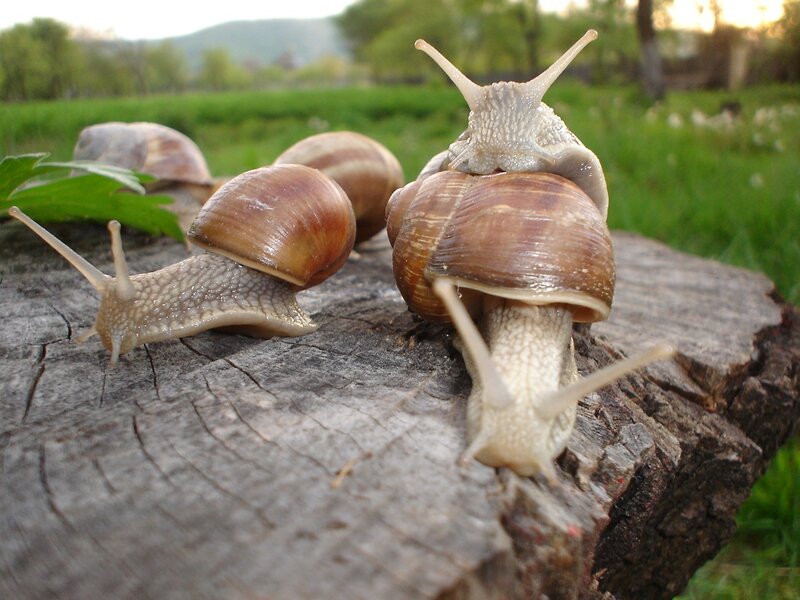 snails on a tree stump