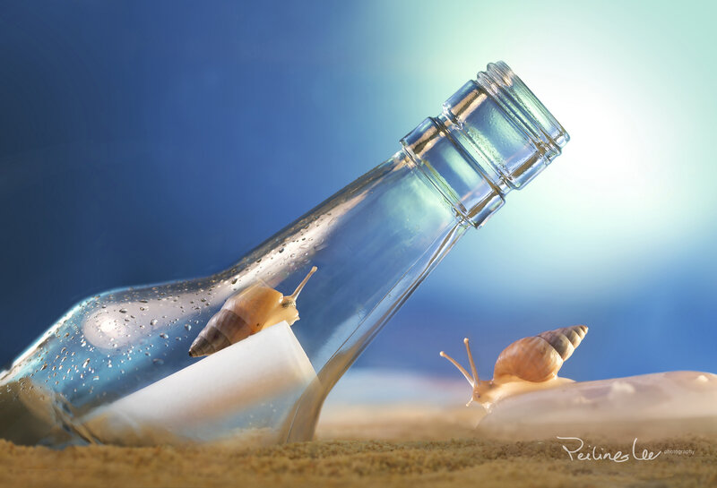 Snails on Beach Bottle