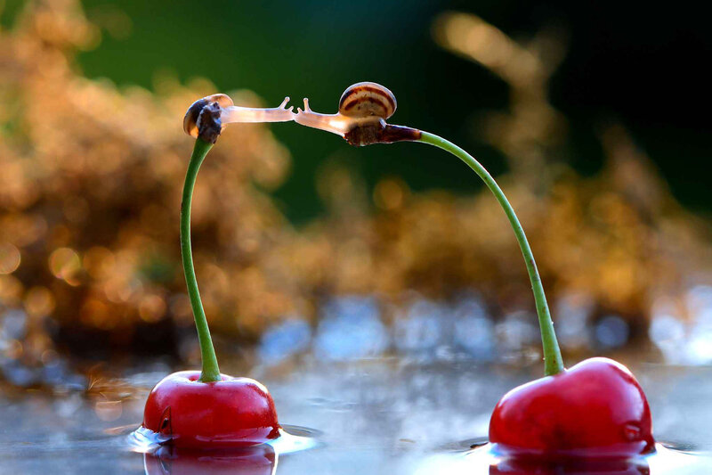 Snails on Cherries