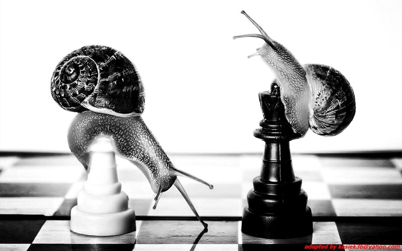 Snails on Chess Pieces