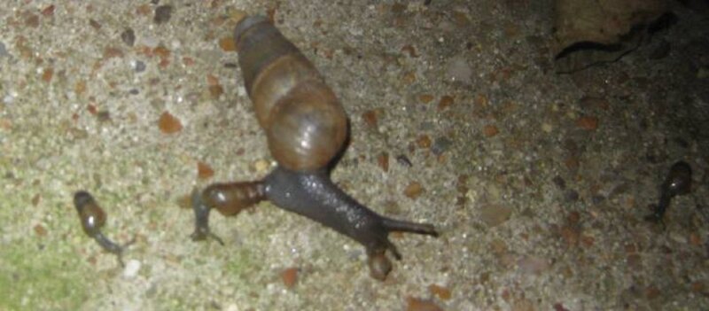 Snails on Concrete