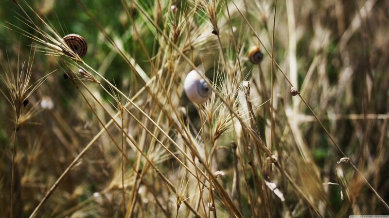 Snails on Dry Grass — Brown