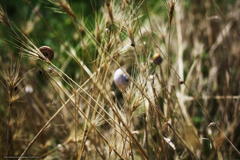 Snails on dry grass