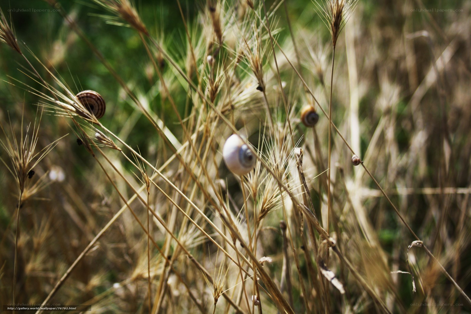 Snails on dry grass