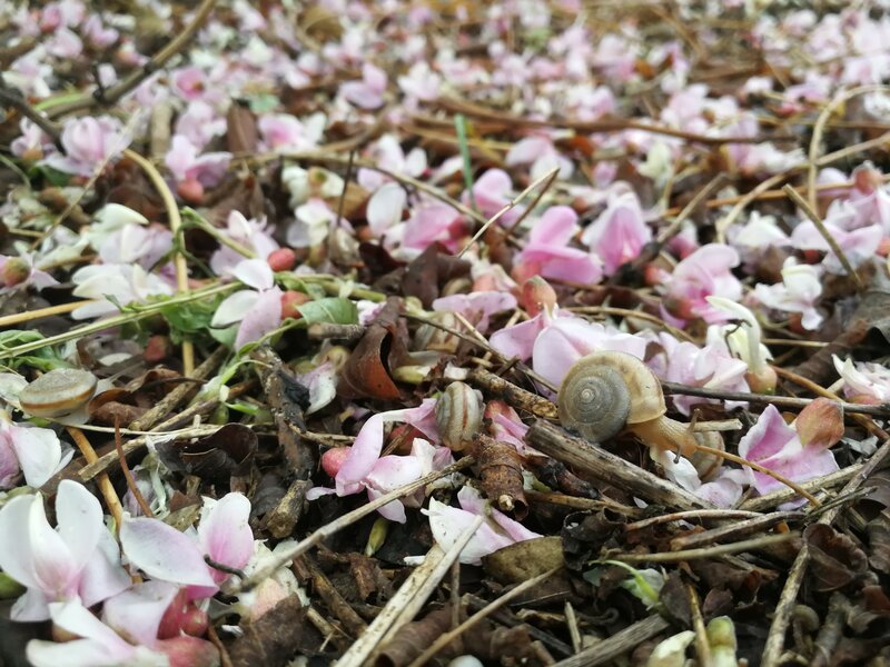Snails on Flower Petals