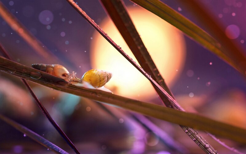 Snails on Grass Blades
