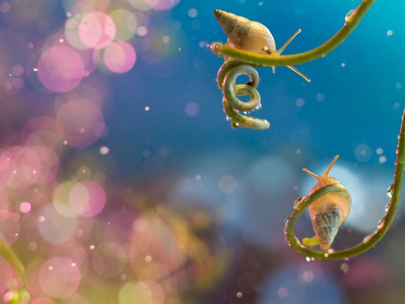 Snails on Green Stems