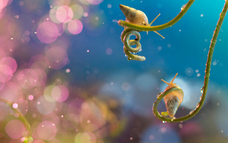 Snails on Green Vines