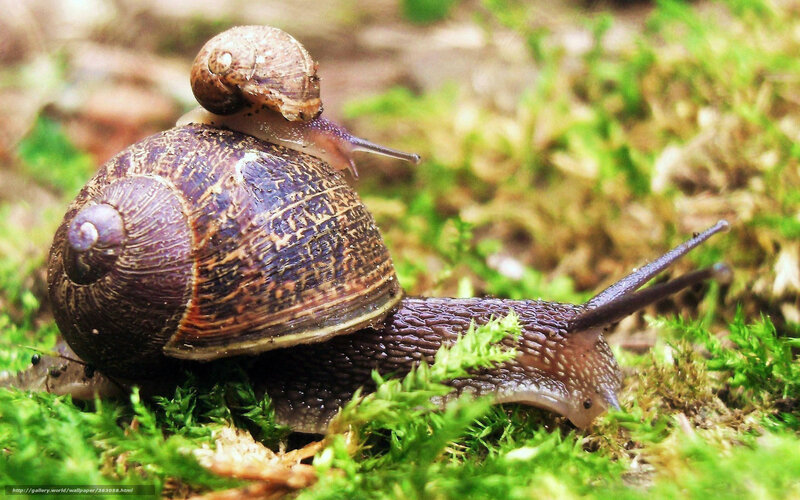 Snails on Moss