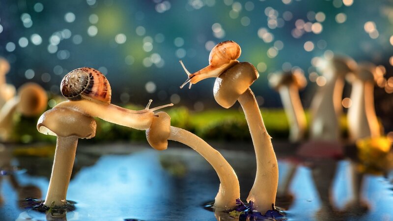 Snails on Mushrooms — Blue
