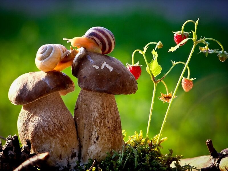 Snails on Mushrooms — Green